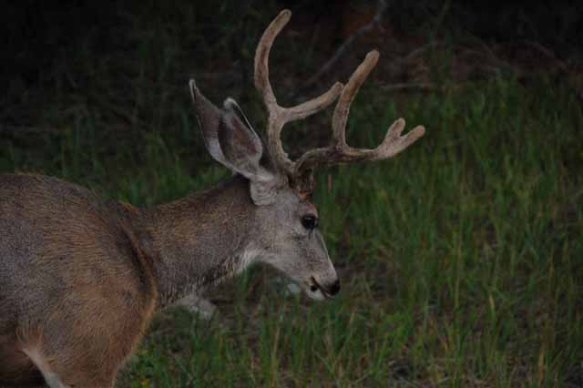 deer outside Banff
